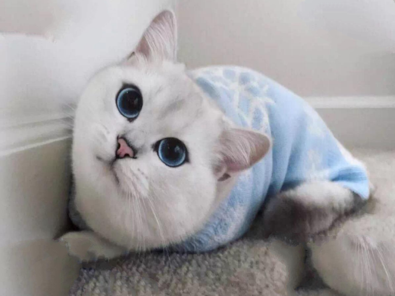 世界上十大最贵的猫 第一价格高达61万人民币