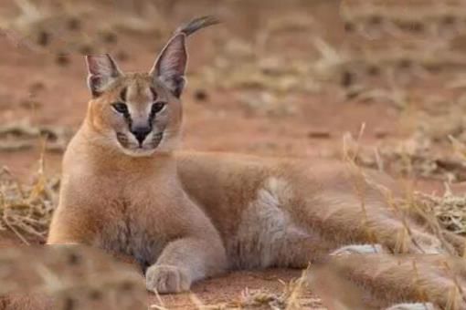 中国十大禁养猫 荒漠猫上榜，第二是体型最小的猫之一