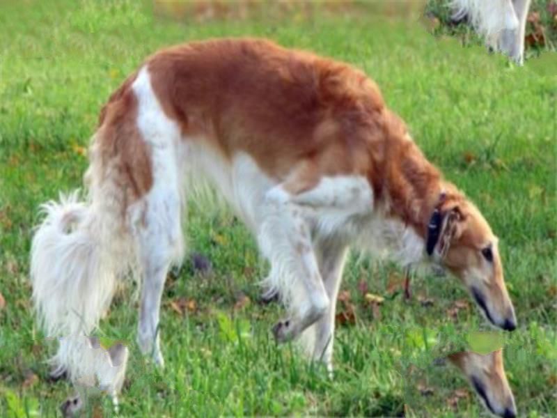 世界十大傻狗排名:哈士奇都没进前三 第1最古老的猎犬犬种