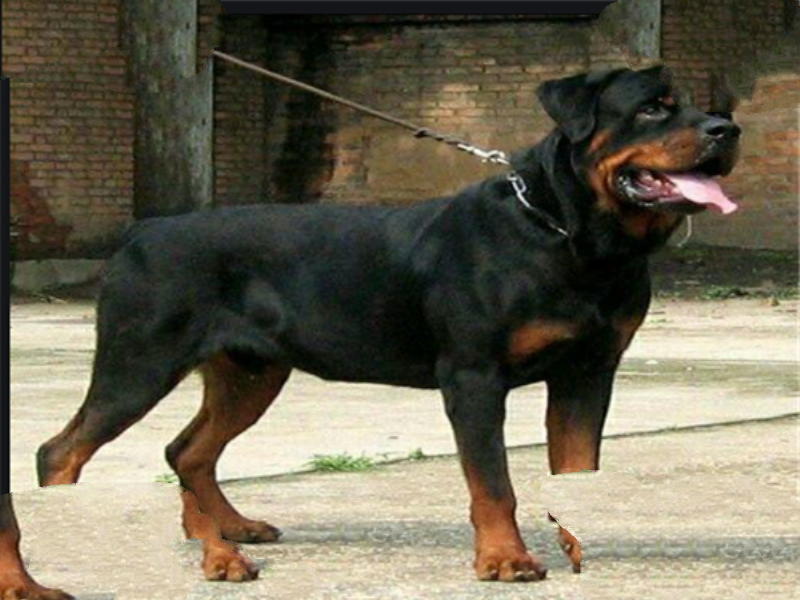 世界十大最危险的猛犬：杜宾犬上榜，狼狗第一