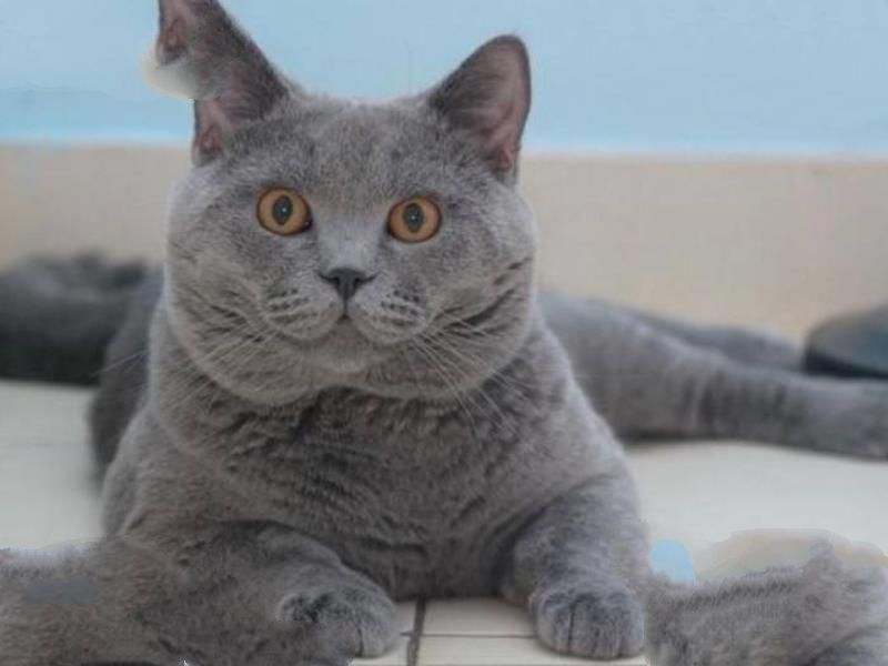 史上最丑的猫品种排行榜，无毛猫占据前三