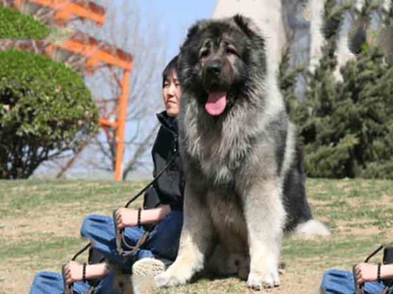 世界上十大最危险的狗:藏獒上榜 纽伯利顿犬土佐犬凶残