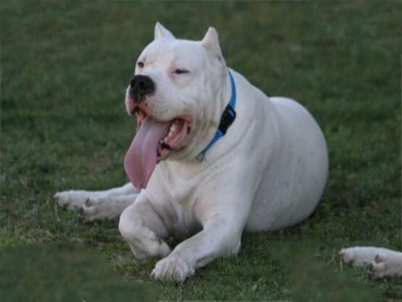 世界十大最凶猛的军犬 中国昆明犬上榜，个个凶猛无比