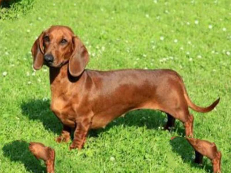 世界十大嗅觉能力出众的狗 寻血猎犬嗅觉灵敏常作为警犬