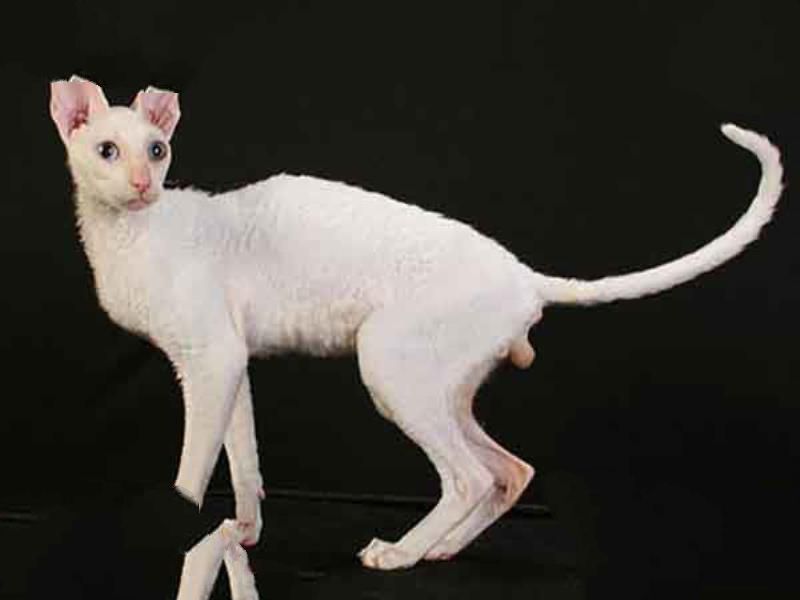 世界上最小猫排行:锈斑豹猫反差萌 东方短毛猫上榜