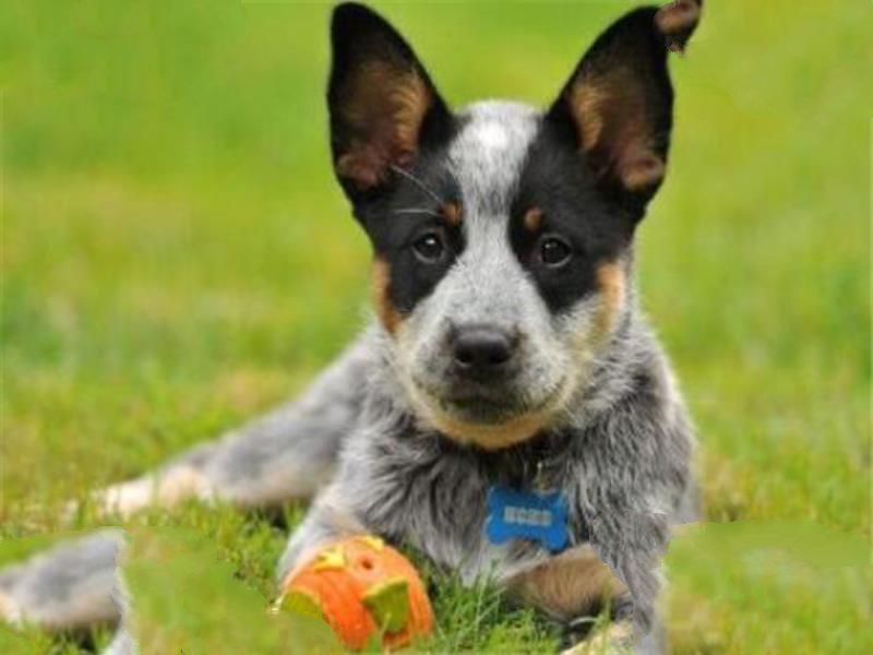 世界十大名犬智商排名 边境牧羊犬智商等同于八岁小孩
