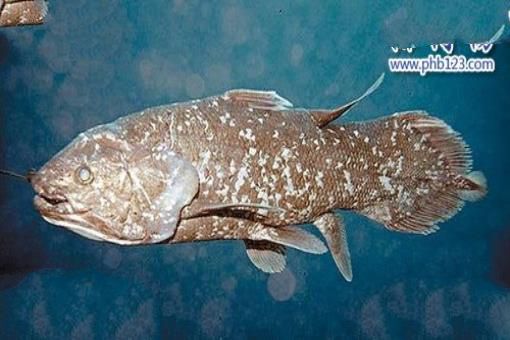 泥盆纪十大恐怖生物 揭开泥盆纪生物大灭绝的原因