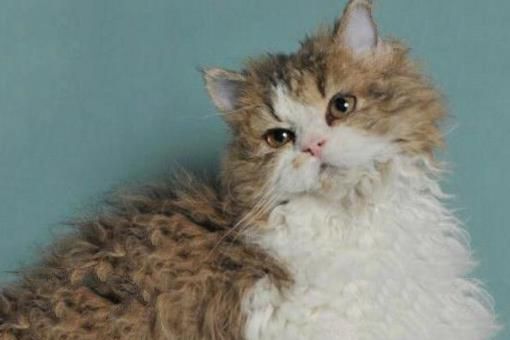 十大最丑的猫 加拿大无毛猫第一，暹罗猫上榜