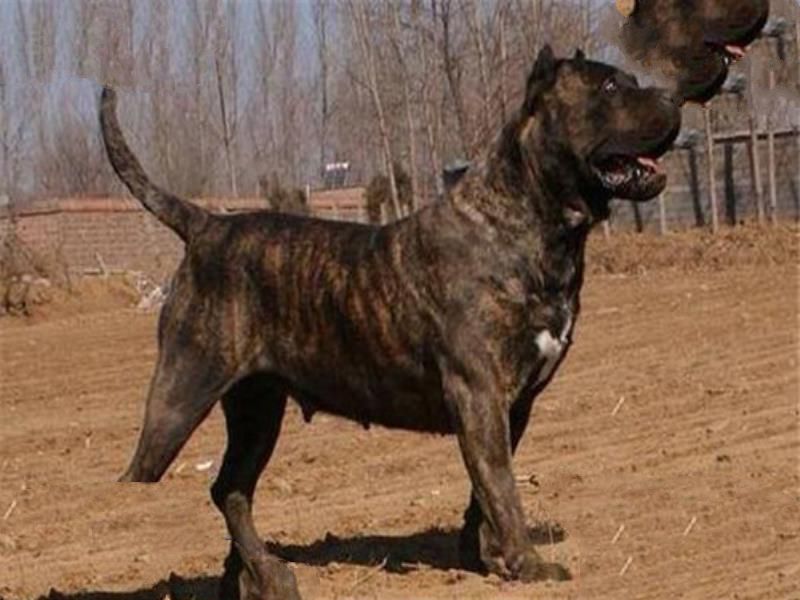 世界最凶的狗十大排行榜 加纳利犬每年致死率全球居前列