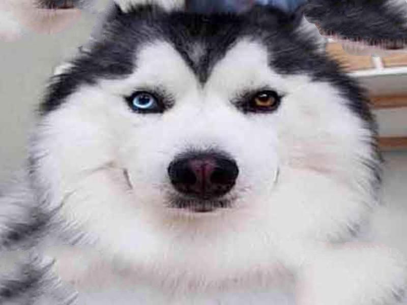 世界上十大最友好的狗狗排名：巴哥犬上榜金毛犬最受喜爱