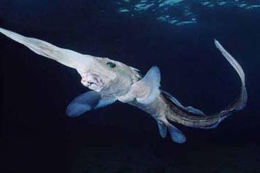 世界十大令人恐怖深海生物排行榜 鮟鱇上榜，第二被称为“食人魔鱼”