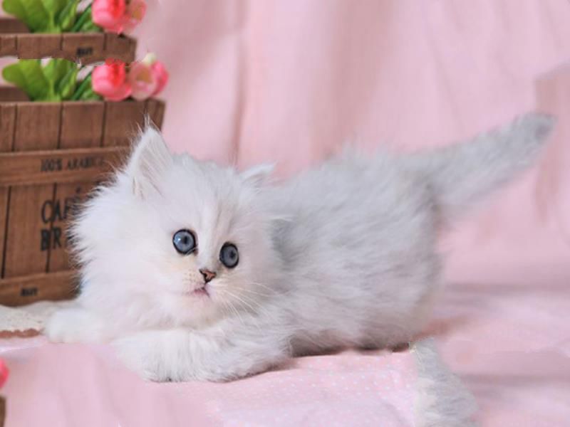 世界十大最粘人的猫 布偶猫不能忍受孤单缅因猫外表粗犷