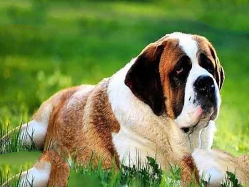 护主人最忠诚的狗排名：圣伯纳犬上榜中华田园犬最护主
