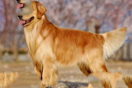 世界上十大毛最长的犬 阿富汗猎犬第一，西施犬上榜