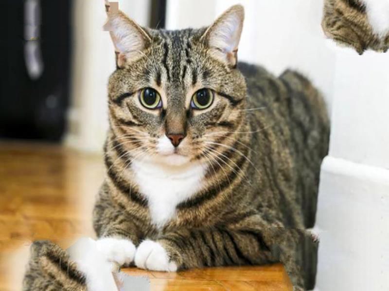 世界十大著名的宠物猫 狸花猫第十是捕抓老鼠的好手