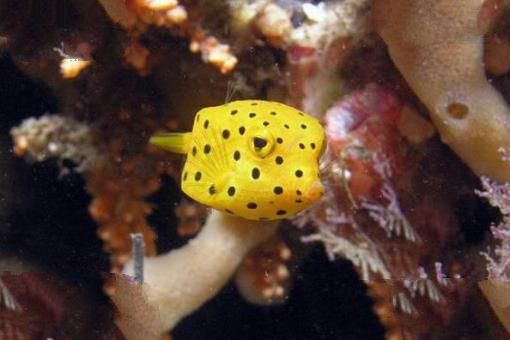 世界上十大最可爱的海洋生物 海獭上榜，第一主要生活在极地地区