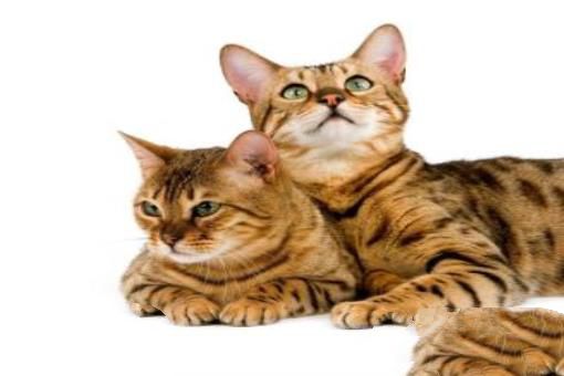 世界上最凶悍的猫排行榜 十大最凶悍的猫品种