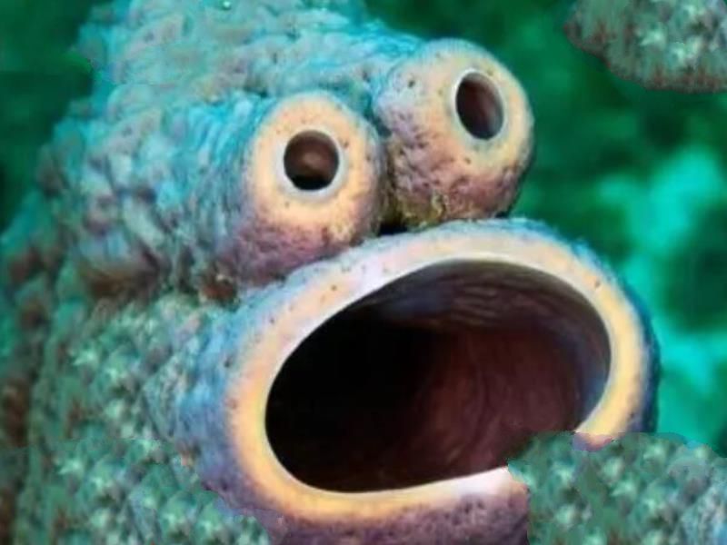 十大最可爱的海洋生物排名 白仅第四,第二是“海洋之舟”