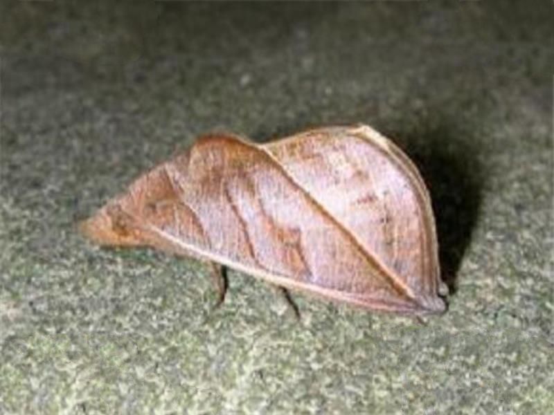 世界十大吸血鬼生物 壶夜蛾会反复叮咬，水蛭在乡村很常见