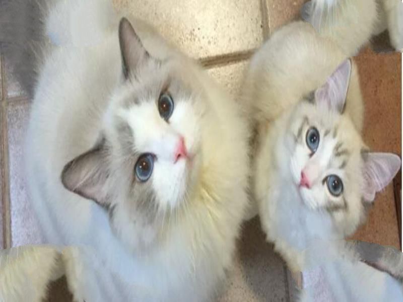 哪种猫咪最萌最可爱？世界十大最可爱猫咪排行榜