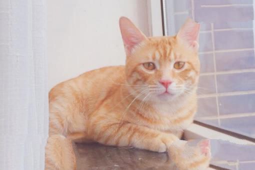 十大颜值最高的猫 加菲猫上榜，第五被称为“猫中贵族”