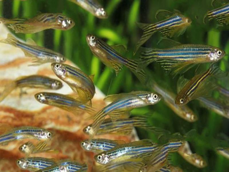 世界十大最美观赏鱼排行榜：第一孔雀鱼，第三已有1700多年