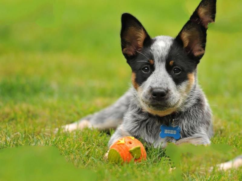世界最聪明的犬TOP10
