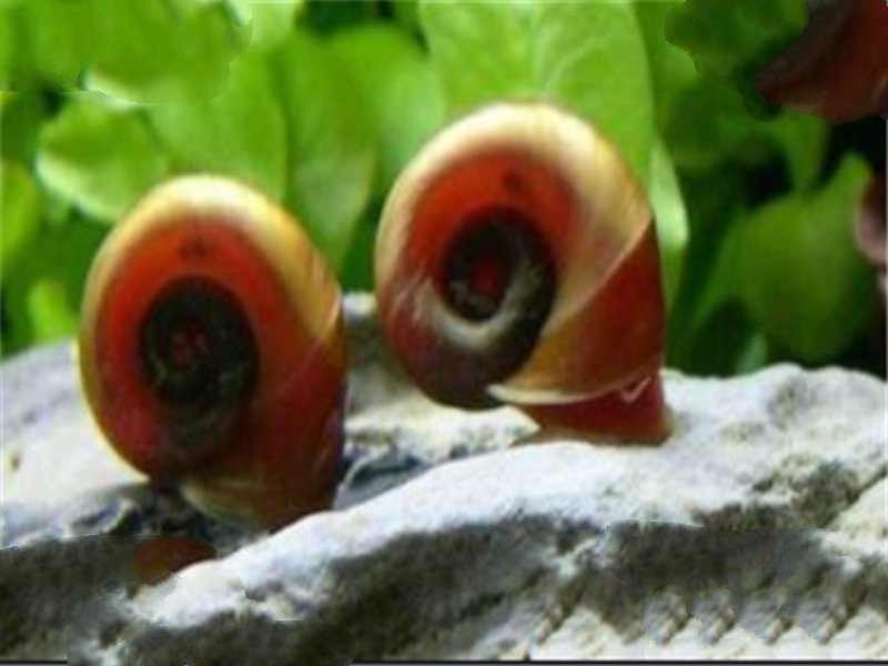世界最脏的鱼排行：清道夫上榜，它是水族箱清洁工