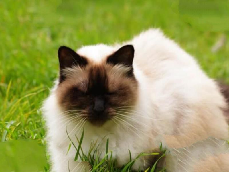 世界十大著名长毛猫，安哥拉猫上榜，第一被誉为“猫中王子”