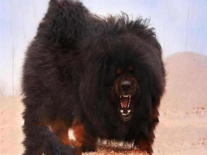 世界十大最凶悍猛犬 西藏獒犬上榜，比特犬异常凶猛