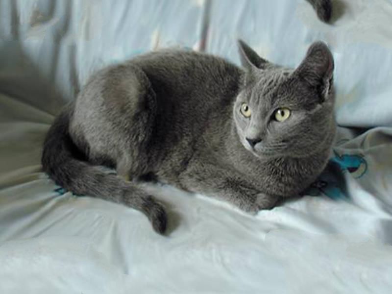 世界十大最适合新手养的猫 中国狸花猫独立性很强