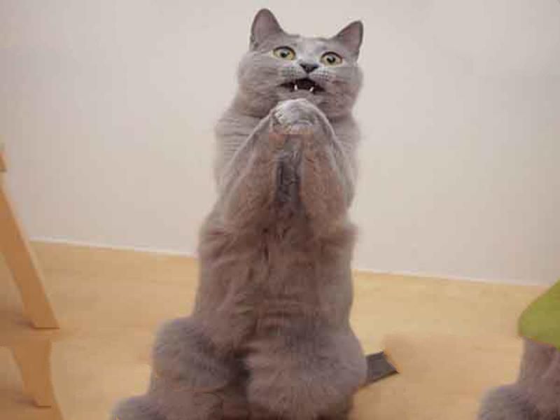 世界上最丑的猫排行：奶牛猫上榜第一丑猫丑到惊人
