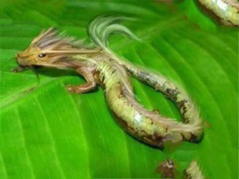 世界十大最长寿动物 乌龟无疑上榜但是最长寿的,第一能永生