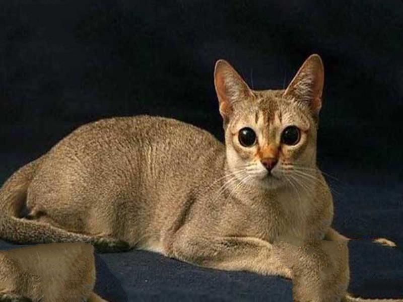 世界十大最漂亮的猫咪 暹罗猫仅第二波斯猫登顶