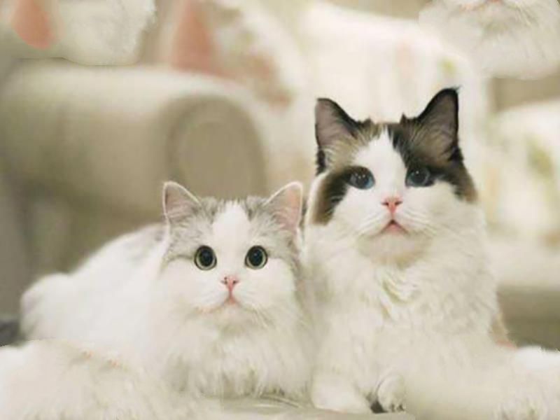 十种世界上最聪明的动物：黑猩猩第一第二人类朋友