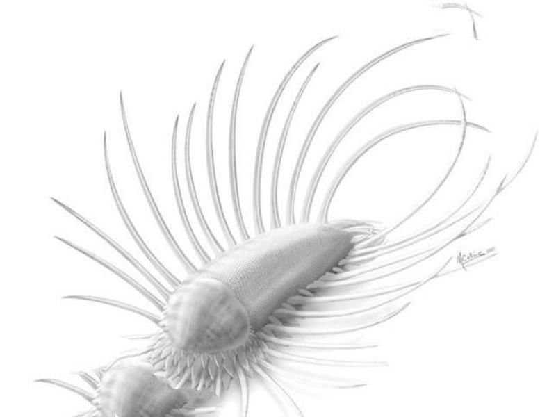 寒武纪十大恐怖生物：奇虾成地球霸主 恐龙是它晚辈