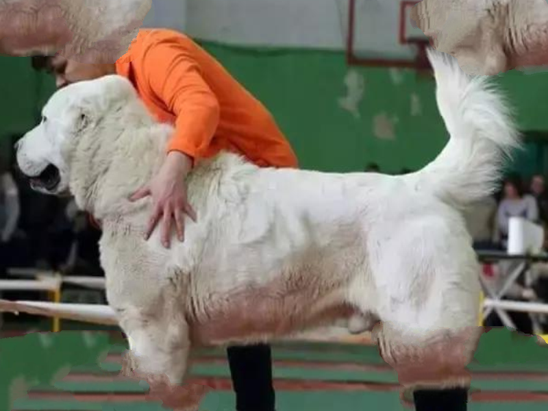 世界十大名犬排行榜 这些狗都很有名价格很高