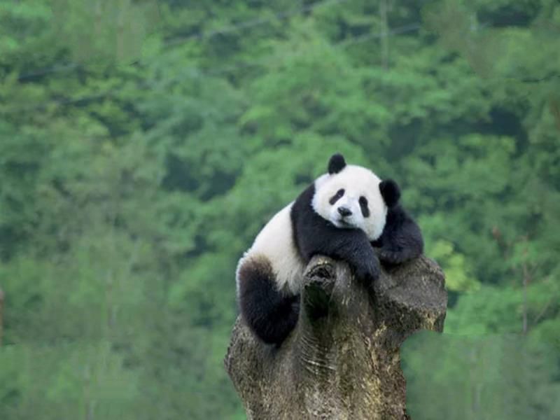世界十大最懒动物排行榜：树袋熊第一，第十是国宝大熊猫