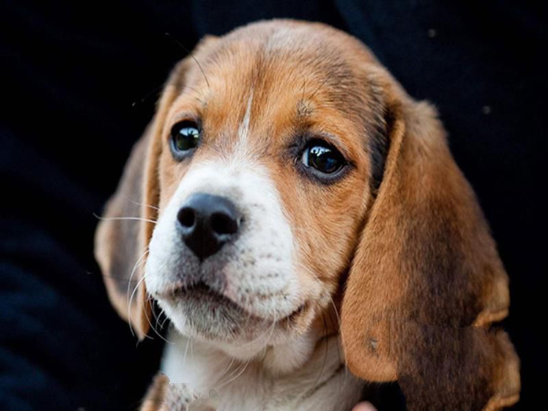 世界上十大最受欢迎的家犬 拉布拉多第六也是最好的导盲犬
