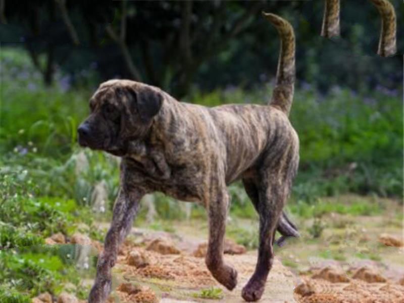 世界十大护卫犬 加纳利犬比藏獒还猛，第一养起来很贵
