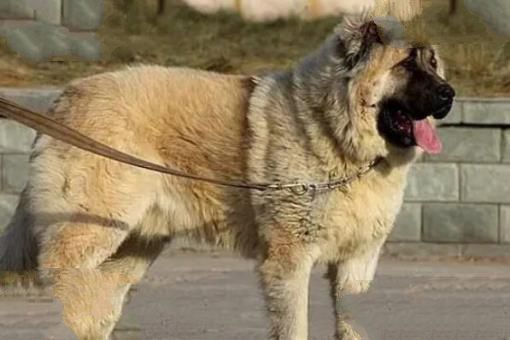 世界打架最厉害的狗前十名 杜高犬上榜，第二有“东方斗犬之王”之称