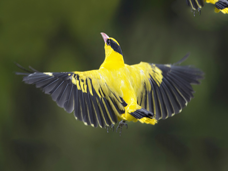 观赏鸟十大鸣鸟排名，最受欢迎的鸟长得漂亮声音好听
