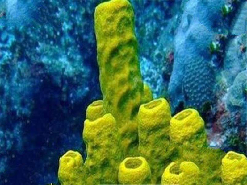 世界十大古老动物 蝌蚪虾长相丑陋，七鳃鳗会引起极度不适