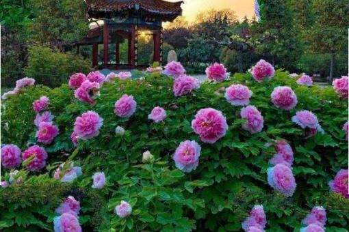 最名贵的十种花卉，中国十大名花均上榜，第五是花中皇后