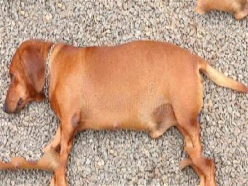世界十大名狗排名 拉布拉多很讨人喜欢，牧羊犬大多成了警犬
