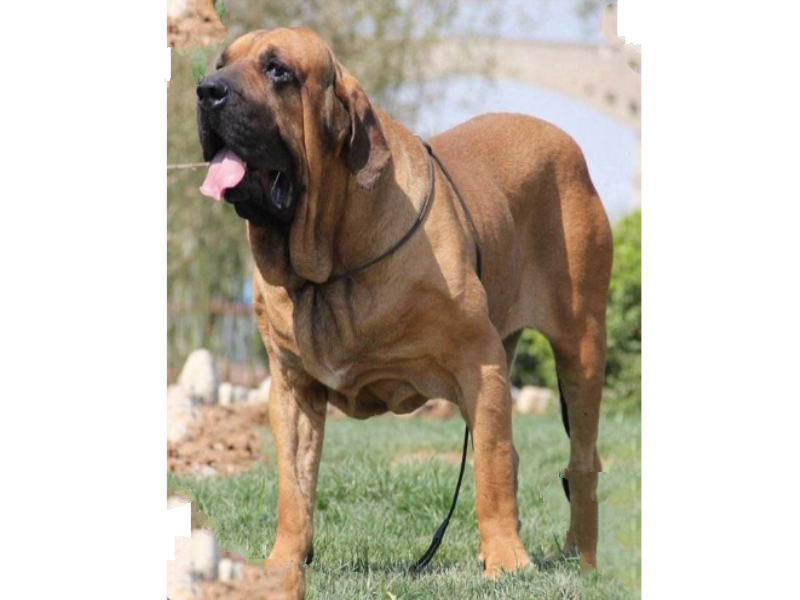 世界十大最凶猛狗 比特犬最凶猛，藏獒仅列第五