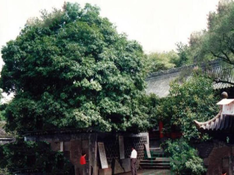 中国十大名树排行榜 迎客松上榜 第六的名字最霸气