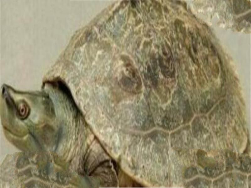 世界十大龟 河龟少到被圈养，红腿陆龟有着葫芦腰