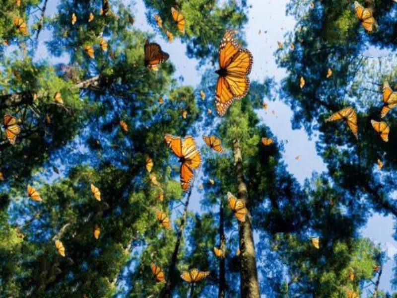 世界十大动物迁徙奇迹 旅鼠可爱 第十可以让白昼暗淡无光