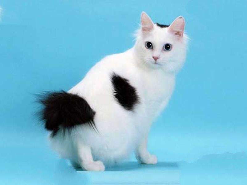 世界十大外表奇特的猫 日本短尾猫有着兔子一样的尾巴